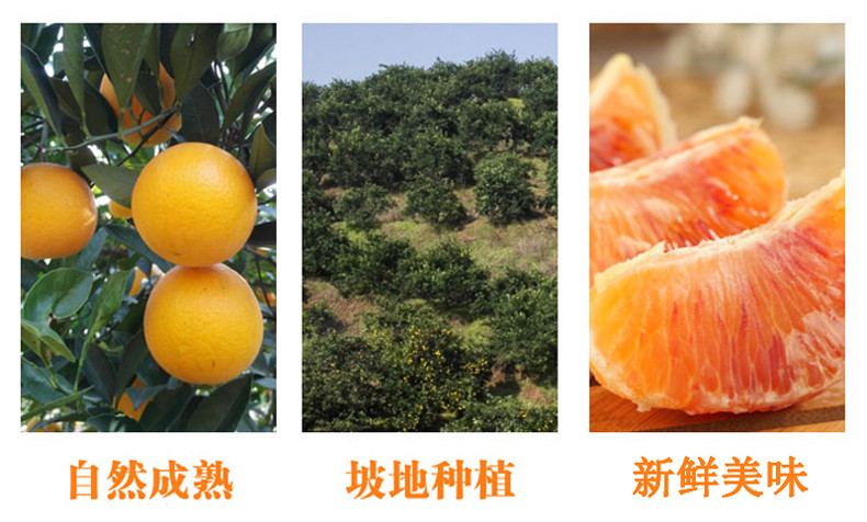 血橙5斤包邮（72小时发货，第二件半价，合并发一箱9斤） 塔罗科橙子新鲜水果
