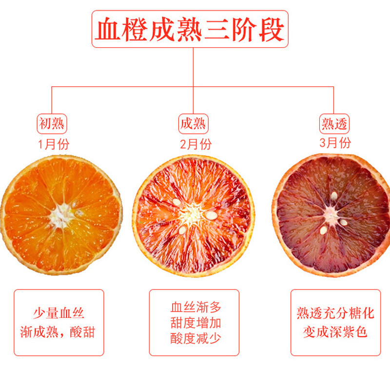 血橙5斤包邮（72小时发货，第二件半价，合并发一箱9斤） 塔罗科橙子新鲜水果