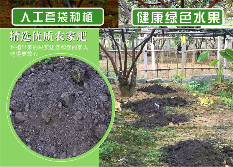 贵妃青枣1斤包邮（买3送2发5斤） 福建漳州大青枣甜脆大枣鲜枣 应季冬枣子新鲜水果