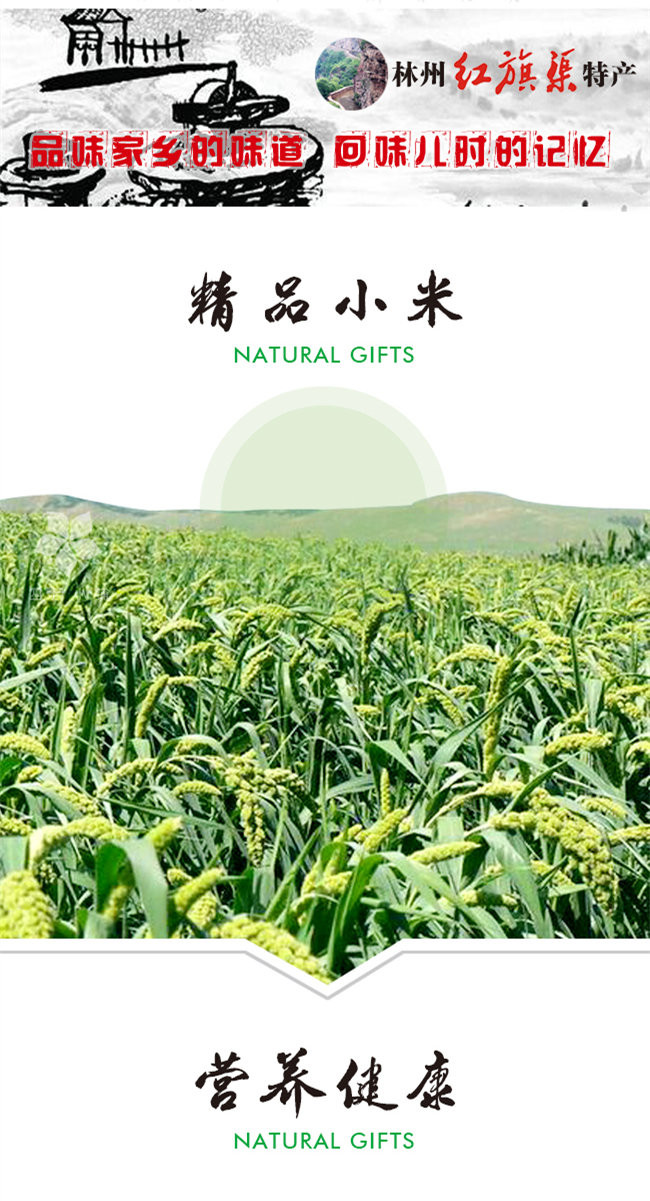 林州洪河小米 粗粮新米 杂粮 小黄米月子米真空5斤