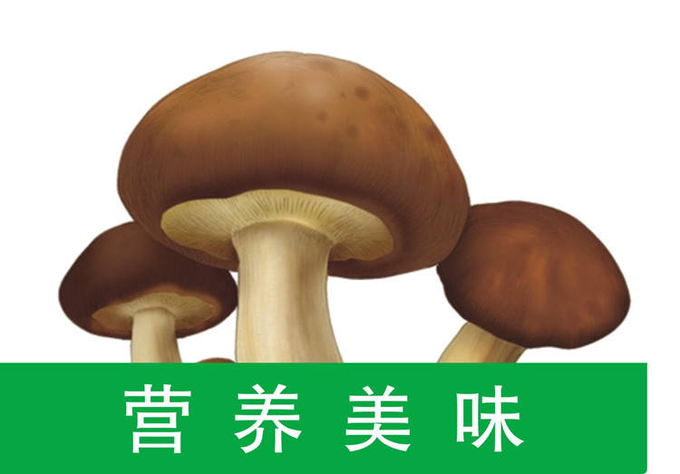 森林家 香菇营养调味料3口味6袋组合 （仅限南阳地区积分兑换）