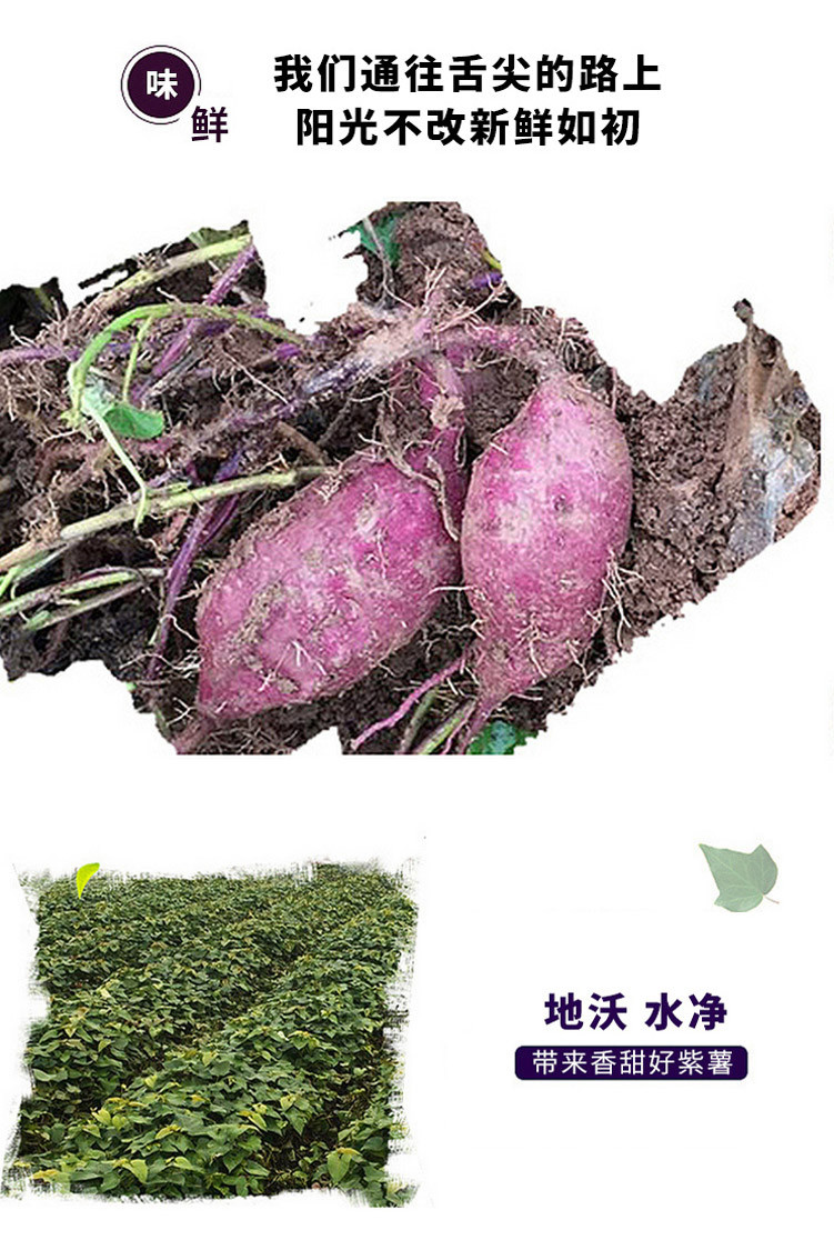 KT KT 开泰迷你紫薯2斤装 新鲜现挖蔬菜箱装迷你珍珠紫薯红薯 粉糯香甜KT 华中