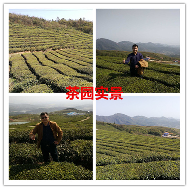 益叶知安化黑茶湖南特产手工古法黑茶2009年高山野生百两茶柱3625g