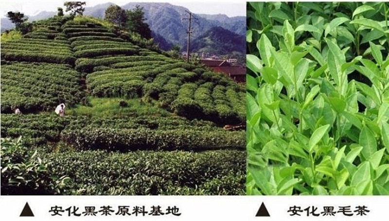 益叶知 安化黑茶湖南特产叶闻手工古法年份黑茶2012年高山千两茶饼牛皮纸礼盒650g