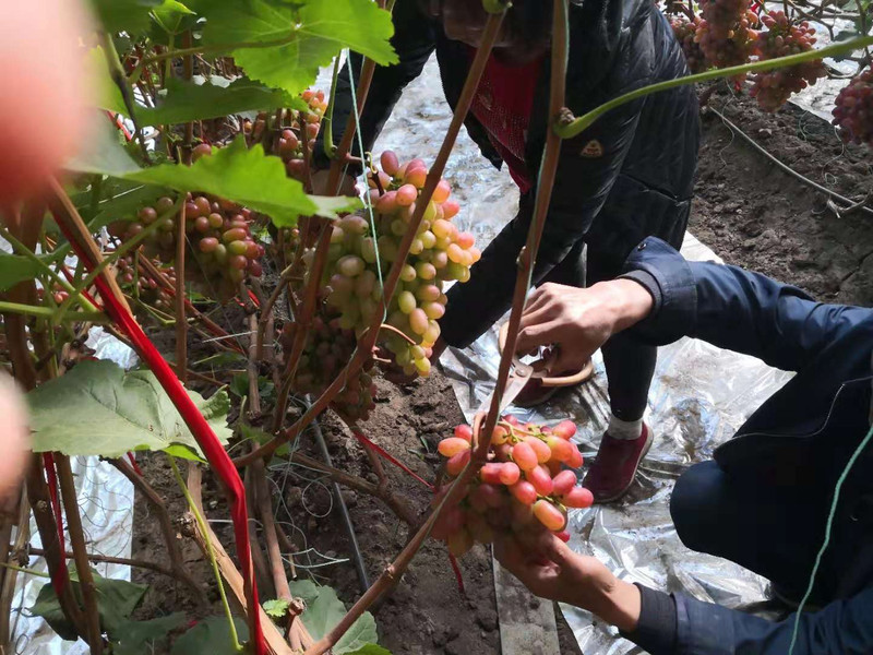 【前旗】【扶贫助农】察右前旗农家自种葡萄3斤包邮（自家种植）