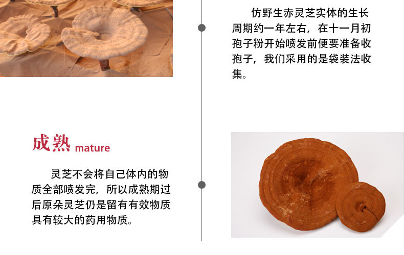 冠灵牌双灵芝片灵芝精华粉 灵芝孢子100片装提高免疫力 安神益气 护肝 抗癌 抗疲劳 抗辐射