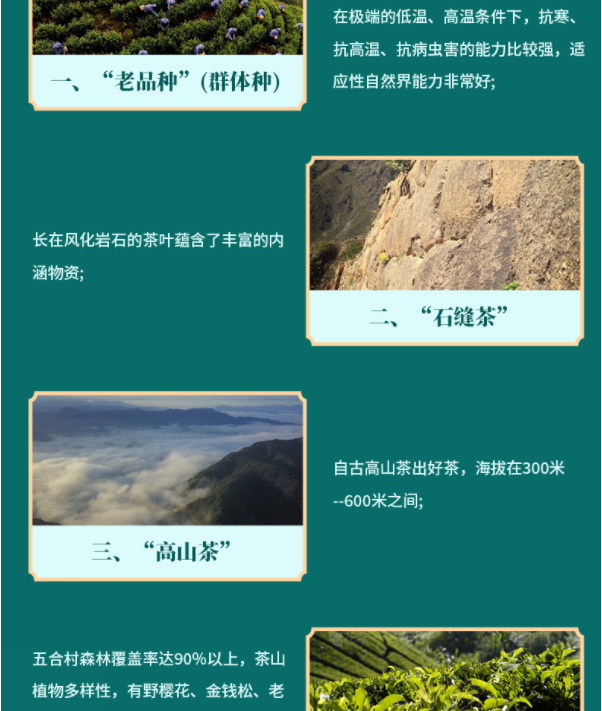 鹰台山 【徽茶邮礼】广德鹰台山五合绿茶贡誉