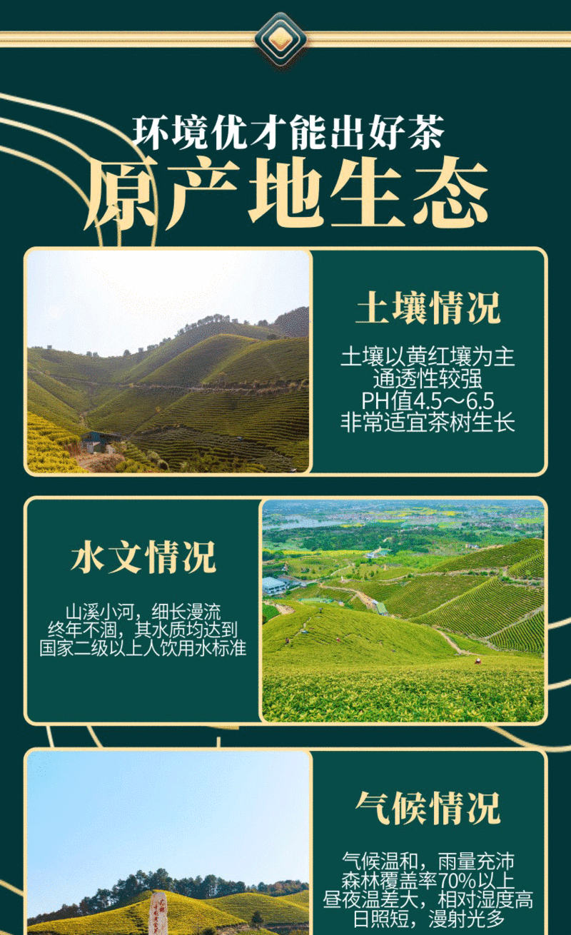 鹰台山 【买五赠一】广德鹰台山黄金芽