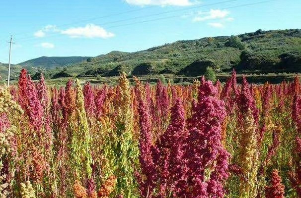 500克藜麦白色藜麦米非即食内蒙古藜麦五谷杂粮粗粮碱性蛋白食物颗粒饱满全国包邮