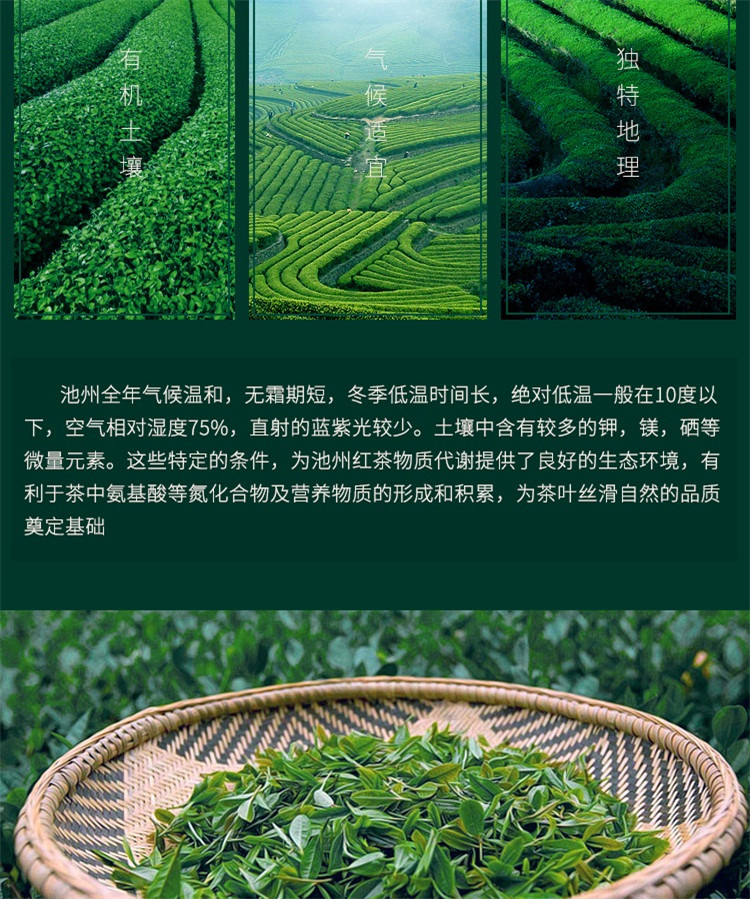 皖海 皖海 2018新茶安徽特产石台硒茶绿茶 高山云雾浓香茶叶 明前春茶250克包邮池州特产