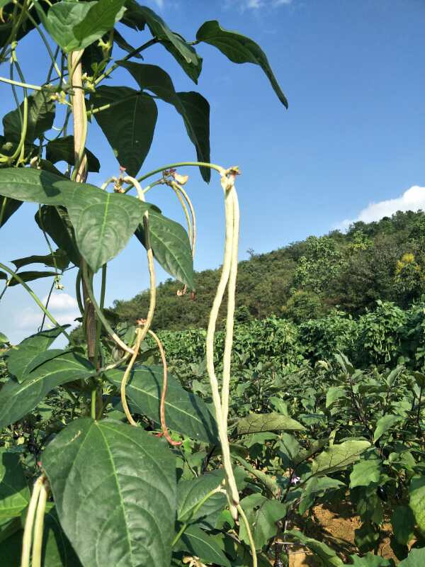 【松滋馆】卸甲坪高山土豆5斤,除新疆、西藏、青海、北京地区外包邮