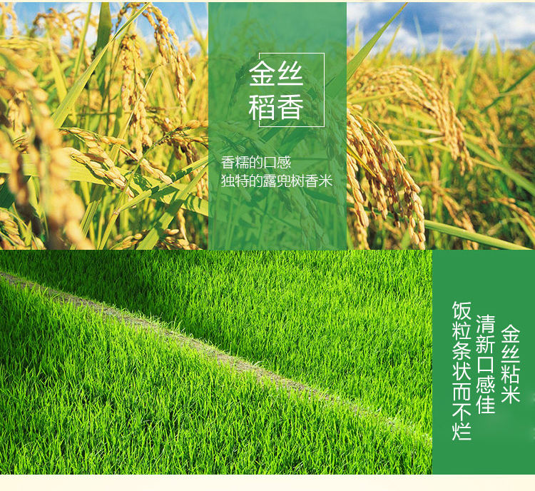 百米皇 金丝粘米新米生态稻香米500g独立真空包装包邮新品促销