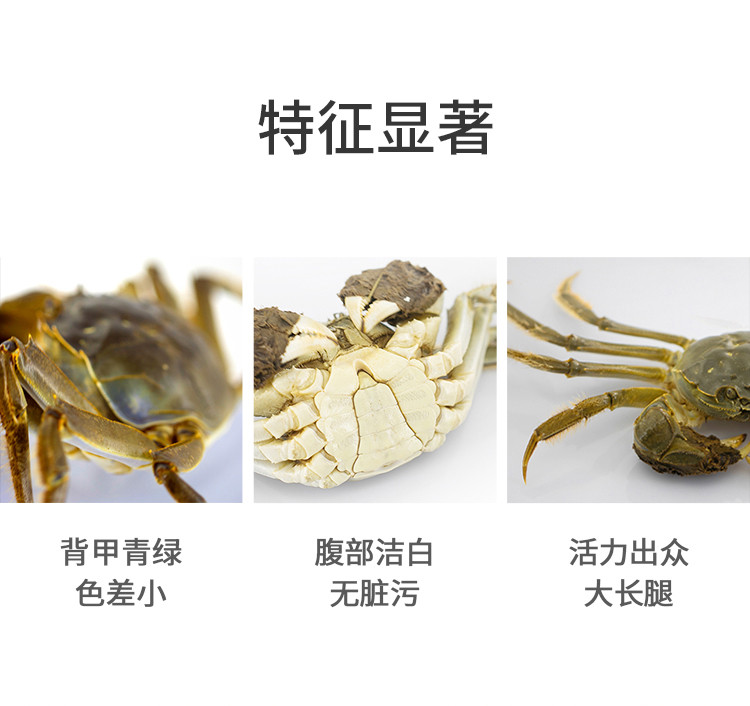 新孟河大闸蟹 【1098型】公蟹3.8两 母蟹2.8两 不含草绳净重 4对8只装 礼券提蟹卡/礼盒