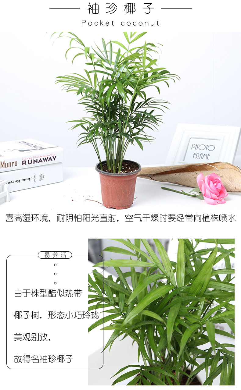 【远安馆】发财树白掌花卉盆栽室内四季常青绿植六月雪观叶植物碧玉盆景