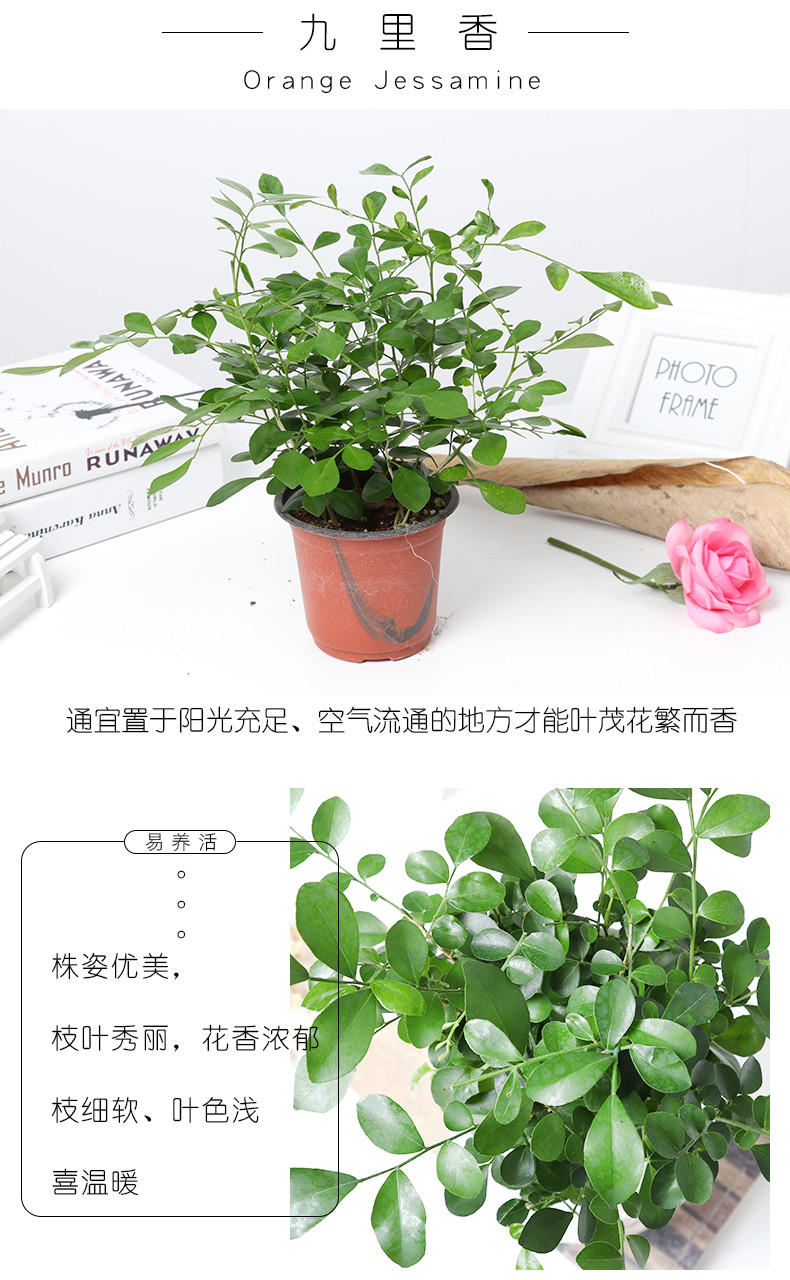 【远安馆】发财树白掌花卉盆栽室内四季常青绿植六月雪观叶植物碧玉盆景