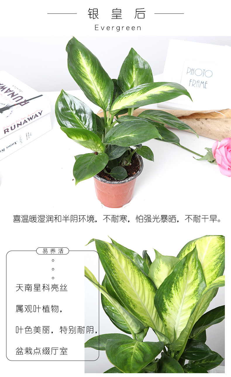 【远安馆】发财树白掌花卉盆栽室内四季常青绿植六月雪观叶植物碧玉盆景