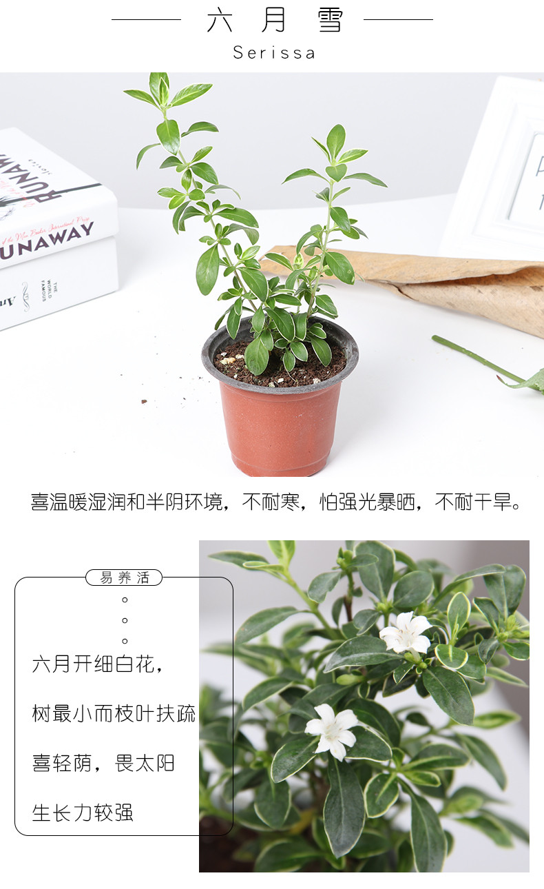 【远安馆】发财树白掌花卉盆栽室内四季常青绿植六月雪观叶植物碧玉盆景