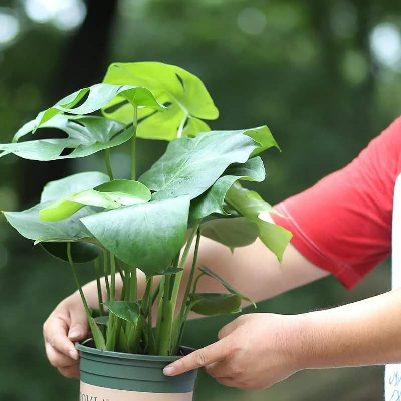 【邮政扶贫】龟背竹观叶植物大小盆栽水培室内净化空气吸甲醛防辐射小盆