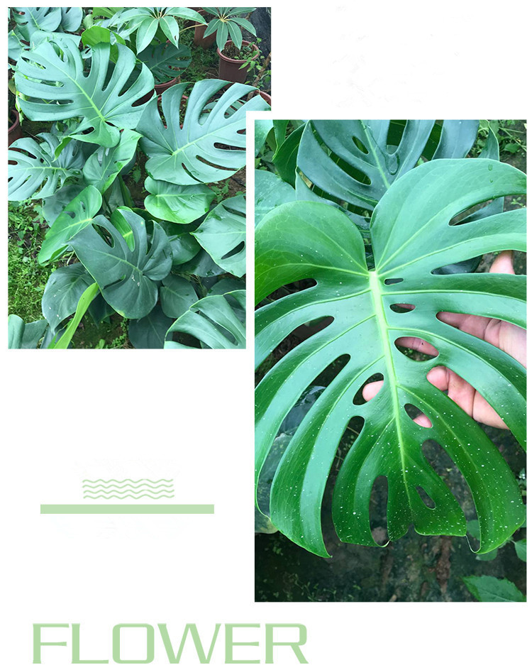 【邮政扶贫】龟背竹观叶植物大小盆栽水培室内净化空气吸甲醛防辐射小盆