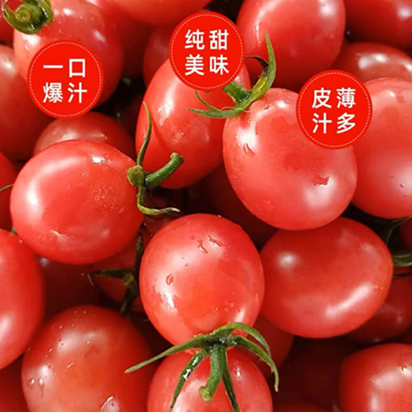 农家自产 小番茄5斤