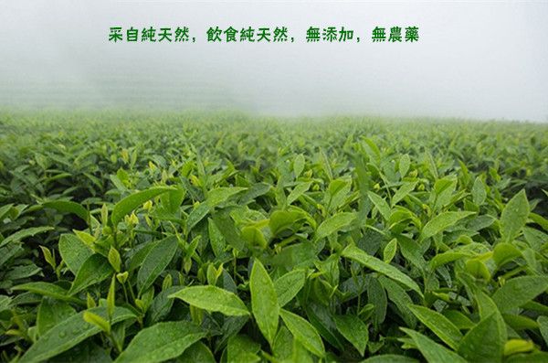 玺福霖台湾乌龙茶 袋泡茶 立体茶包/三角茶包（清香型）