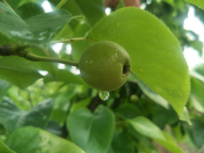 [滨州馆] 黄河蜜梨 绿色食品新鲜水果梨子雪梨皇冠梨丰水梨 2.5kg 6只装