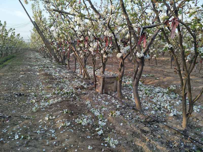 [滨州馆] 黄河蜜梨 绿色食品新鲜水果梨子雪梨皇冠梨丰水梨 2.5kg 6只装