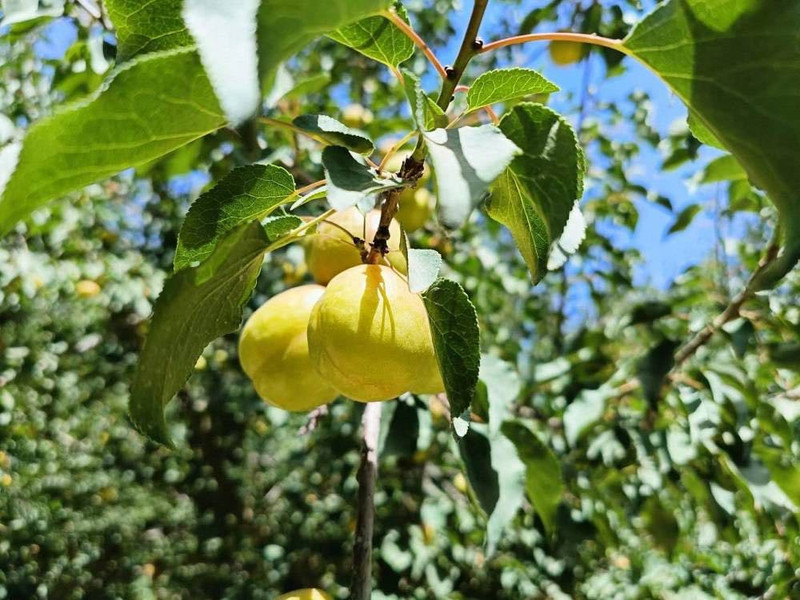 农家自产 【核心产地】新疆皮山明星杏，一生一定要吃的高原大白杏！