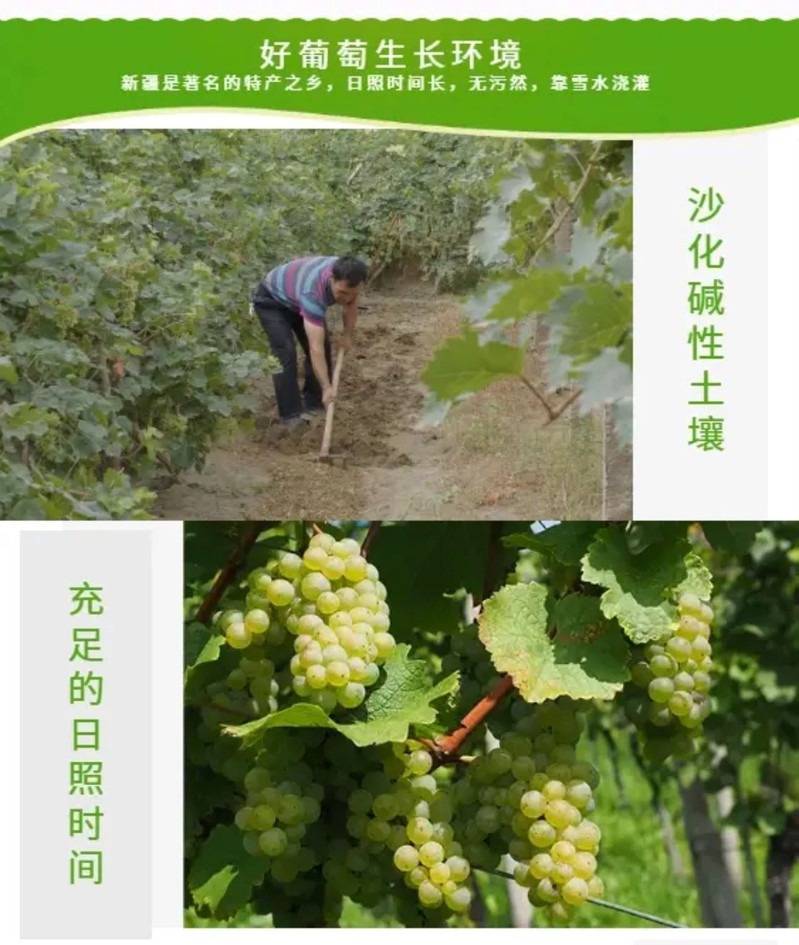 农家自产 于田克里雅绿洲红香妃葡萄干500克精选即食
