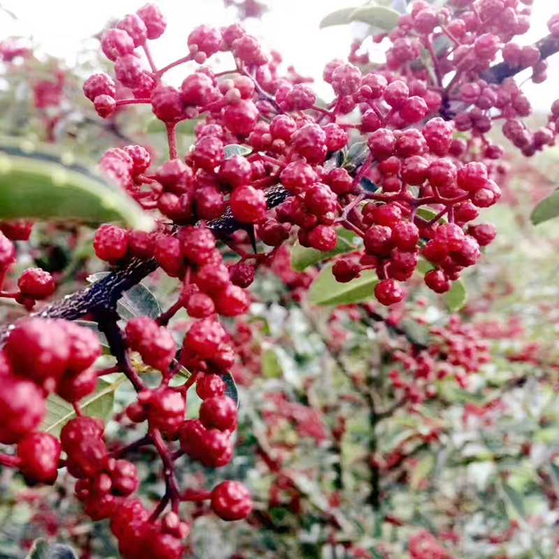 花椒油四川汉源花椒油特麻麻油火锅凉菜卤菜调料一瓶包邮