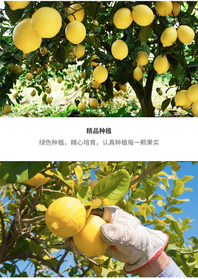 【天瑞优品】安岳黄柠檬2斤装