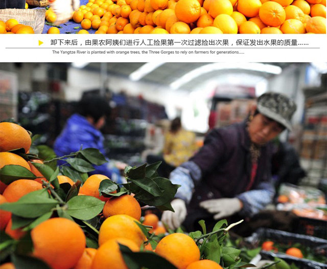 【夏日冰爽价】七公主果园 三峡秭归新鲜夏橙榨汁橙5斤小果实惠装