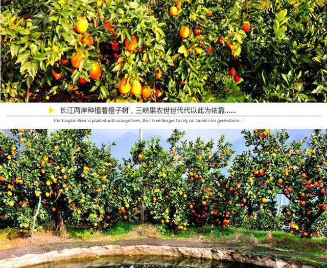 【邮政助农】七公主果园三峡秭归夏橙3斤试吃装 单果140g以上