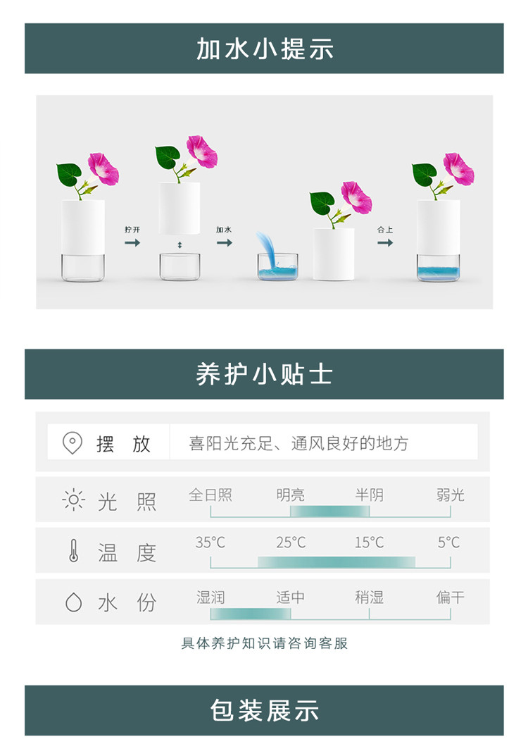 Le seasons 金边吊兰 绿色植物罐 室内客厅办公室书房 花卉植物净化空气