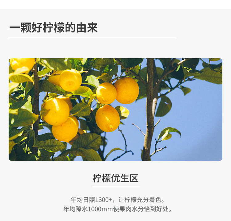 元甲山 柠檬 四川安岳柠檬 10粒装 精品小果 70-90g 包邮