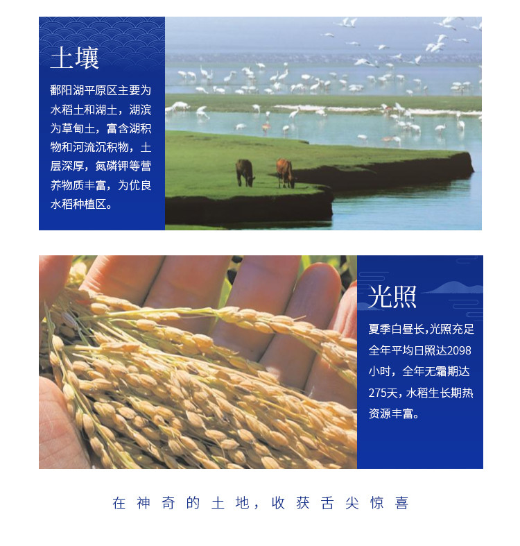 鄱阳湖 虾稻香米 籼米 10斤装