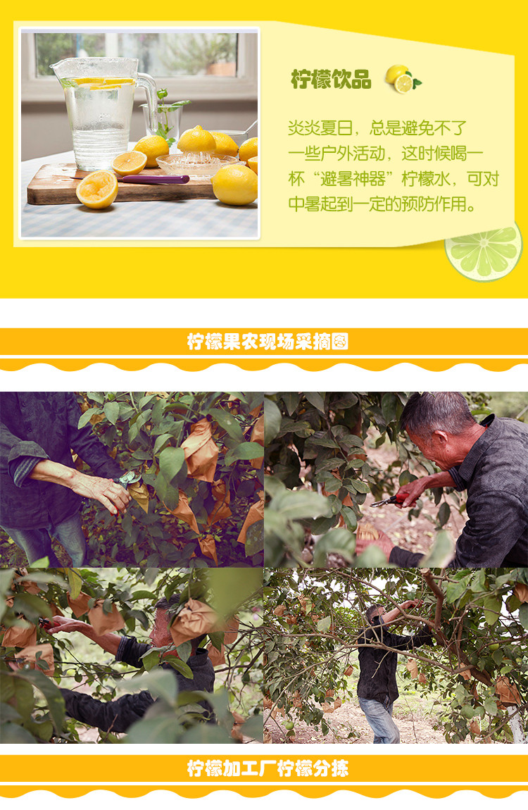 【安岳邮政】柠檬小仙 安岳新鲜黄柠檬一级果4个装水果现发包邮
