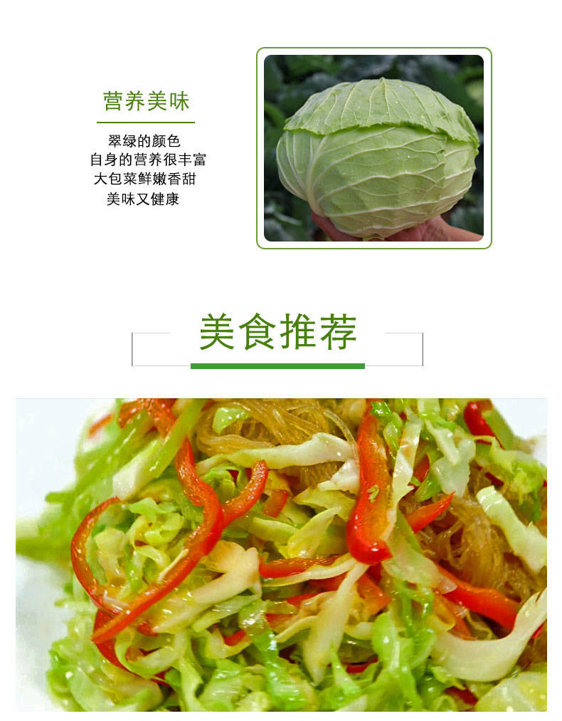 【战“疫”助农】安仁县本地农家自产 新鲜蔬菜 大包菜卷心菜球 3斤5斤10斤包菜包心菜