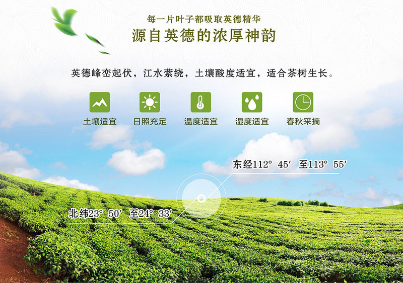 尚品德茗 【茗】100g茗罐装广东英德红茶好喝推荐