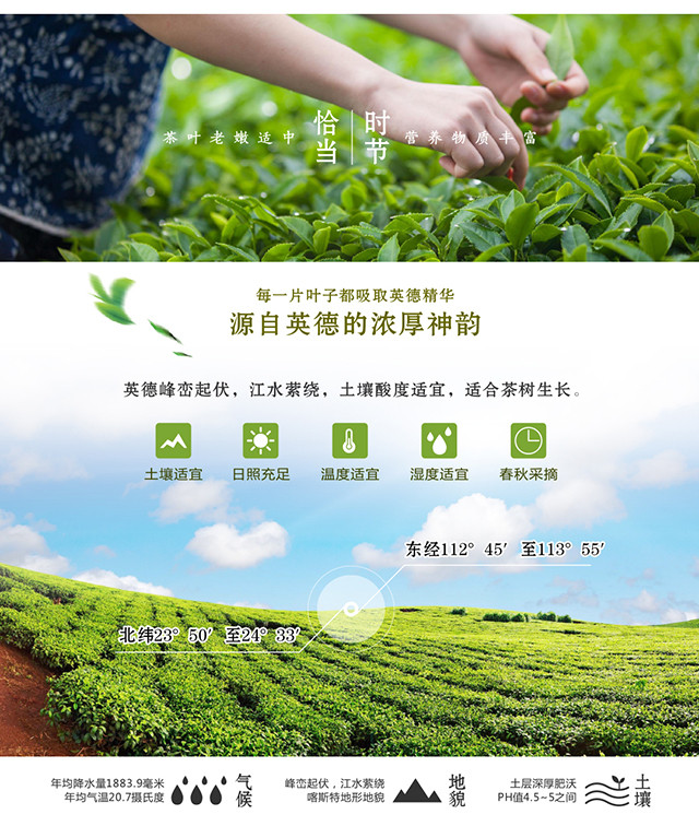 尚品德茗 【诚】英红九号 250g袋装茶叶一级广东清远英德特产中秋送礼