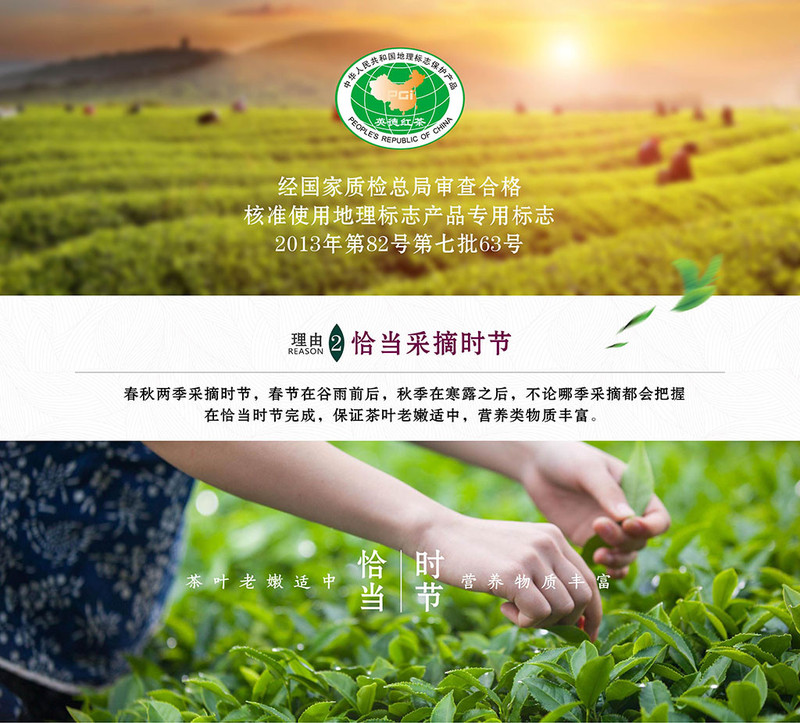 尚品德茗 【茗】100g茗罐装广东英德红茶好喝推荐