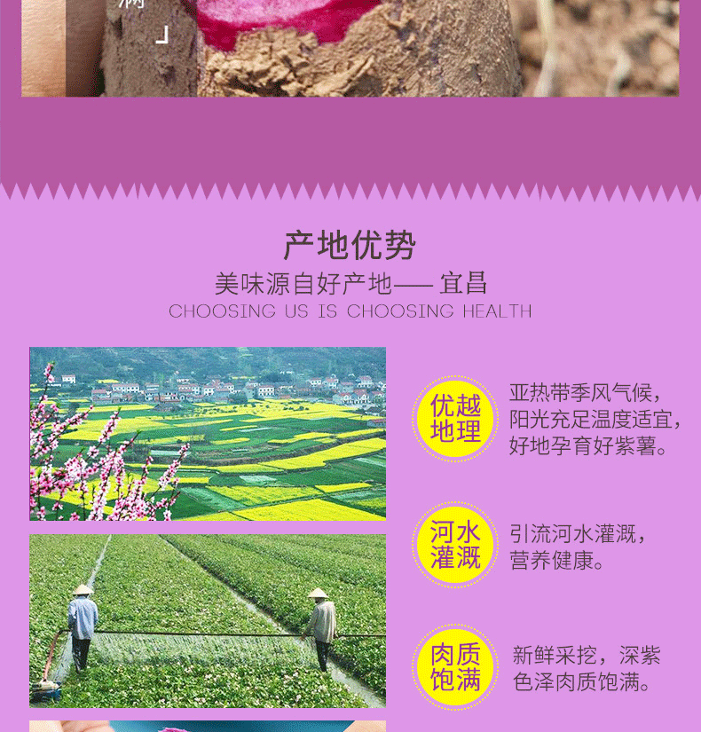 【长阳馆】农家紫薯番薯新鲜 小番薯红薯 5斤包邮