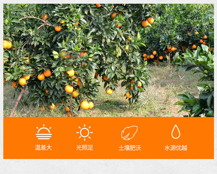 夏橙秭归橙子脐橙新鲜水果包邮5斤应季伦晚