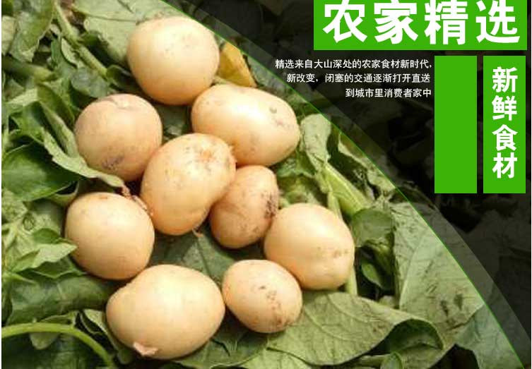 长阳高山土豆 5斤 迷你小土豆新鲜蔬菜马铃薯