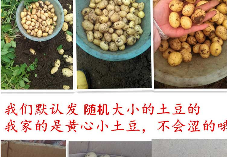 长阳高山土豆 5斤 迷你小土豆新鲜蔬菜马铃薯