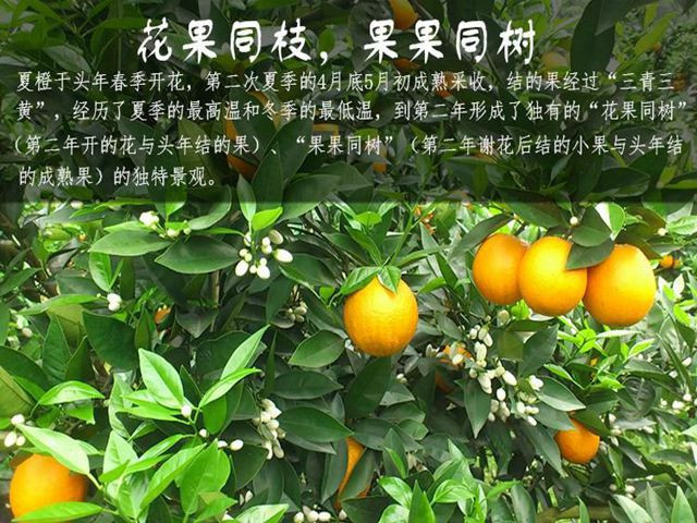  秭归脐橙 秭归泄滩夏橙10斤装【特惠款】 补充维C，清凉一夏