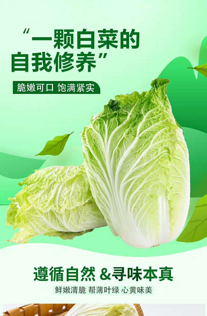 邓州新鲜大白菜2个（仅限邓州地区配送）