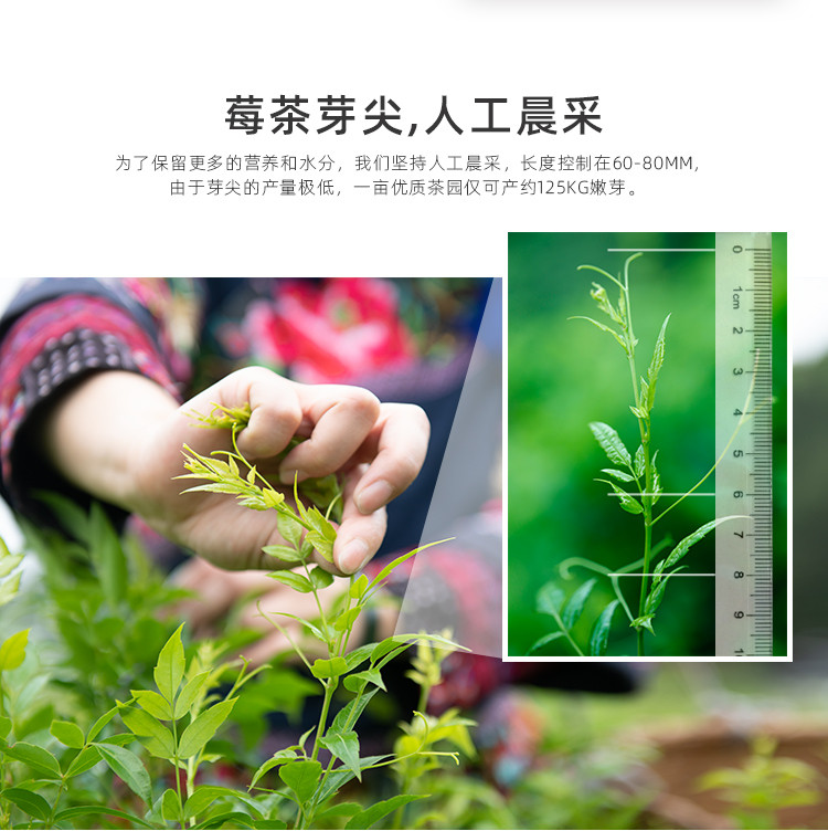  【邮乐自营】 茅岩莓 青云实惠装莓茶80g/盒