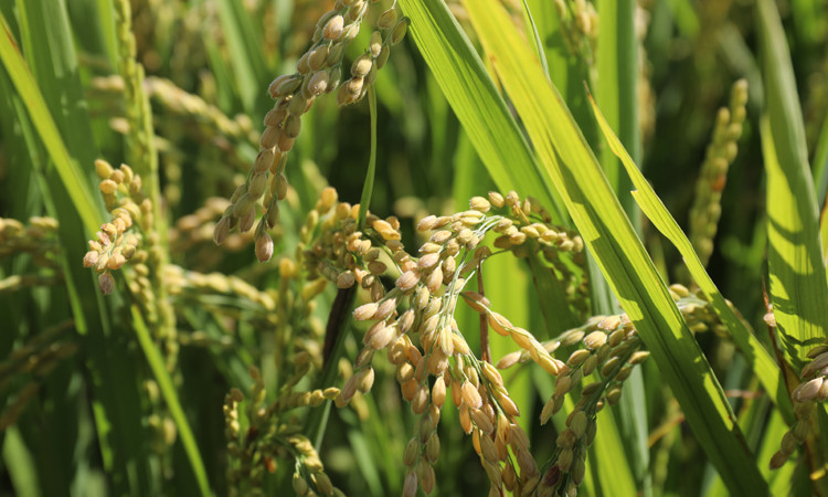  2019年东北大米黑龙江膏腴之地贡米农家自产正宗江水长粒香新米5㎏袋装