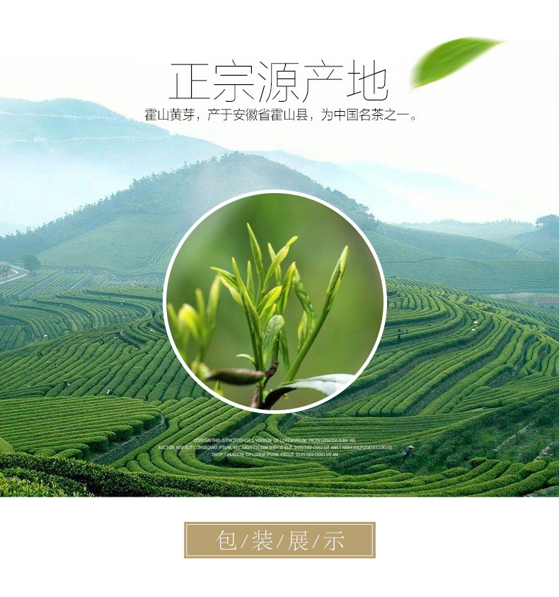 2019新茶上市 鑫茗雨 霍山黄芽 二级 袋装 500g